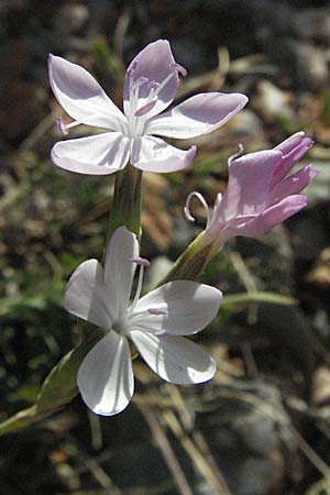 Dianthus ciliatus \ Gewimperte Nelke / Ciliate Pink, Kroatien/Croatia Senj 16.7.2007