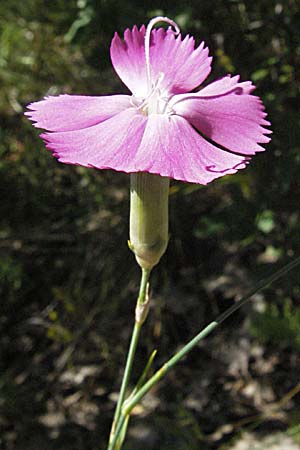 Dianthus sylvestris \ Stein-Nelke / Wood Pink, Kroatien/Croatia Učka 14.7.2007