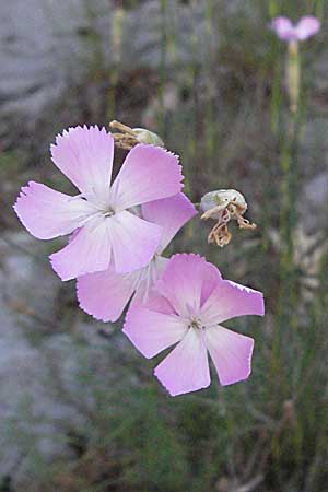 Dianthus sylvestris \ Stein-Nelke / Wood Pink, Kroatien/Croatia Učka 14.7.2007