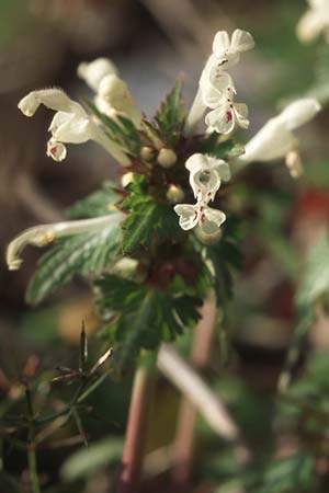 Lamium bifidum \ Zweispaltige Taubnessel, Balkan-Taubnessel / Balkan Dead-Nettle, Kroatien/Croatia Gruda 3.4.2006