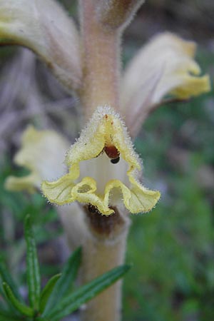 Orobanche caryophyllacea \ Labkraut-Sommerwurz, Nelken-Sommerwurz / Bedstraw Broomrape, Kroatien/Croatia Učka 28.6.2010
