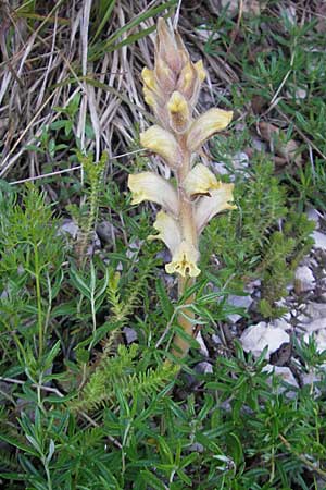 Orobanche caryophyllacea \ Labkraut-Sommerwurz, Nelken-Sommerwurz / Bedstraw Broomrape, Kroatien/Croatia Učka 28.6.2010