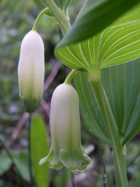 Polygonatum odoratum \ Salomonssiegel, Duftende Weiwurz / Angular Solomon's Seal, Kroatien/Croatia Velebit Zavizan 4.6.2008