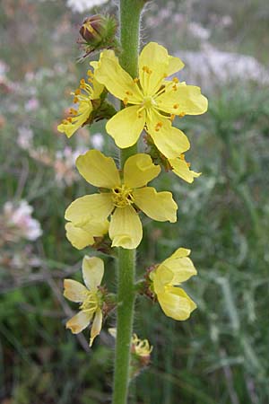 Agrimonia eupatoria \ Kleiner Odermennig / Agrimony, Kroatien/Croatia Istrien/Istria, Premantura 5.6.2008