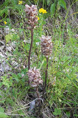 Orobanche lutea \ Gelbe Sommerwurz / Yellow Broomrape, Kroatien/Croatia Učka 28.6.2010
