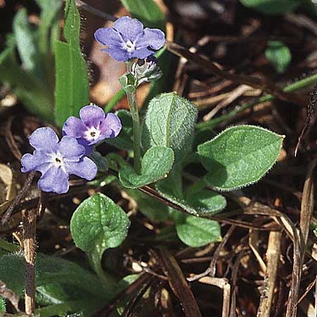 Omphalodes verna \ Frhlings-Nabelnsschen, Gedenkemein / Blue-Eyed Mary, Blue Navelwort, Kroatien/Croatia Velebit 8.4.2006