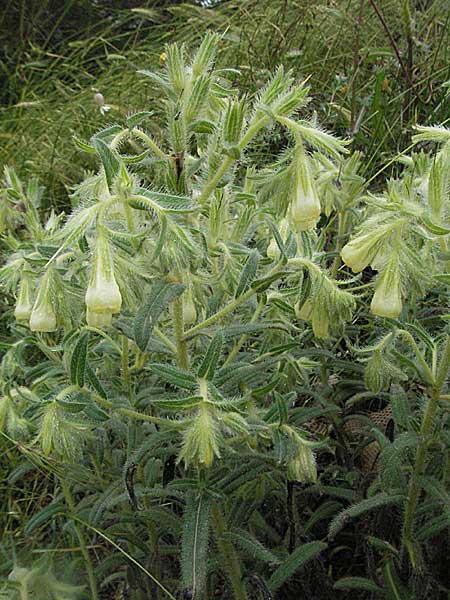 Onosma pseudoarenaria \ Zweifelhafte Lotwurz / False Goldendrop, Kroatien/Croatia Istrien/Istria, Premantura 30.5.2006