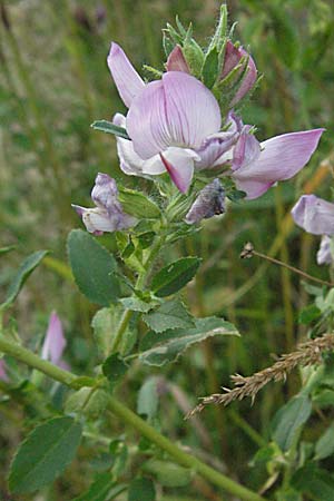 Ononis spinosa \ Dornige Hauhechel / Spiny Restharrow, Kroatien/Croatia Risnjak 15.7.2007