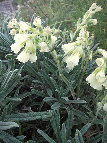 Onosma stellulata \ Gelbe Lotwurz / Goldendrop, Kroatien/Croatia Senj 16.7.2007