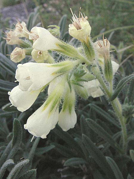 Onosma stellulata \ Gelbe Lotwurz / Goldendrop, Kroatien/Croatia Senj 16.7.2007