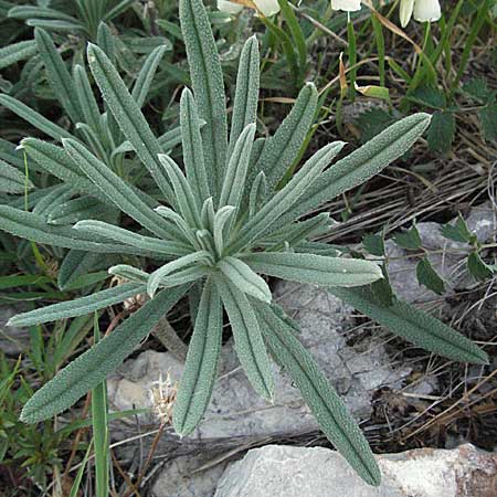 Onosma stellulata \ Gelbe Lotwurz / Goldendrop, Kroatien/Croatia Senj 16.7.2007