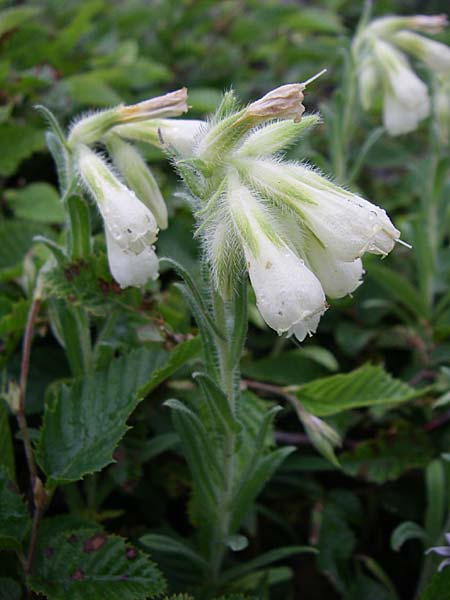 Onosma stellulata ? \ Gelbe Lotwurz / Goldendrop, Kroatien/Croatia Senj 4.6.2008