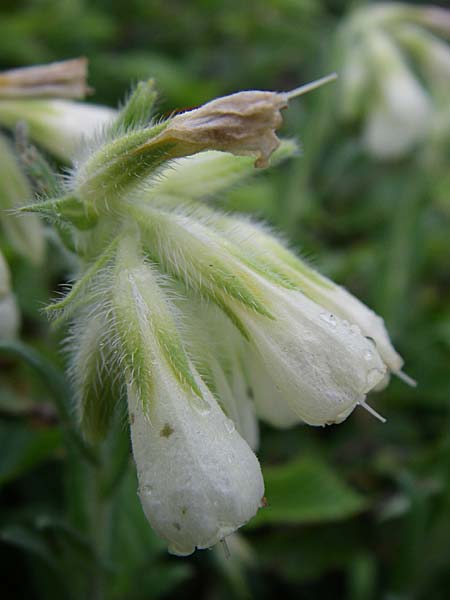 Onosma stellulata ? \ Gelbe Lotwurz / Goldendrop, Kroatien/Croatia Senj 4.6.2008