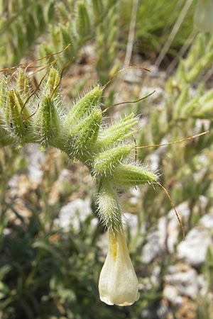 Onosma stellulata \ Gelbe Lotwurz / Goldendrop, Kroatien/Croatia Senj 29.6.2010