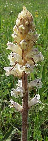 Orobanche crenata \ Gez&auml;hnelte Sommerwurz, Kerbige Sommerwurz / Carnation-scented Broomrape, Kroatien/Croatia Istrien/Istria, Poreč 26.5.2006