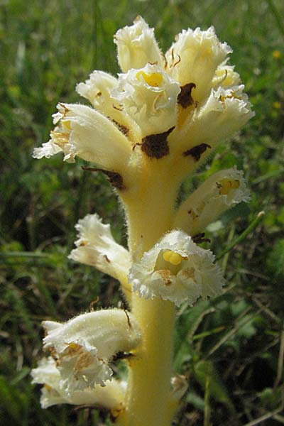 Orobanche picridis \ Bitterkraut-Sommerwurz / Picris Broomrape, Oxtongue Broomrape, Kroatien/Croatia Istrien/Istria, Poreč 26.5.2006