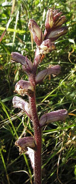 Orobanche minor \ Kleine Sommerwurz / Lesser Broomrape, Common Broomrape, Kroatien/Croatia Istrien/Istria, Premantura 31.5.2006
