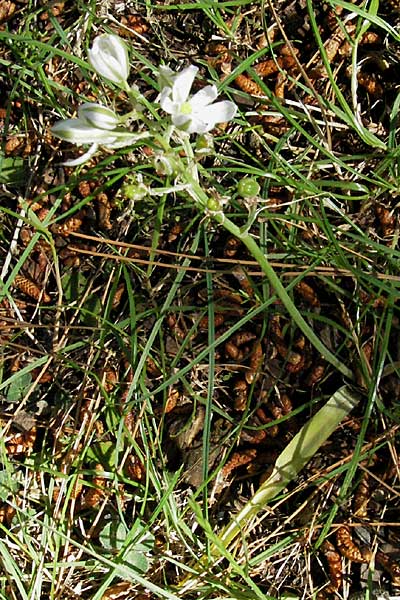 Ornithogalum comosum \ Schopfiger Milchstern, Pannonischer Milchstern / Tufted Star of Bethlehem, Kroatien/Croatia Istrien/Istria, Premantura 31.5.2006