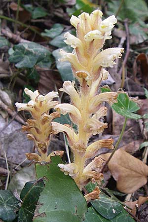 Orobanche hederae \ Efeu-Sommerwurz / Ivy Broomrape, Kroatien/Croatia Krka 3.6.2008