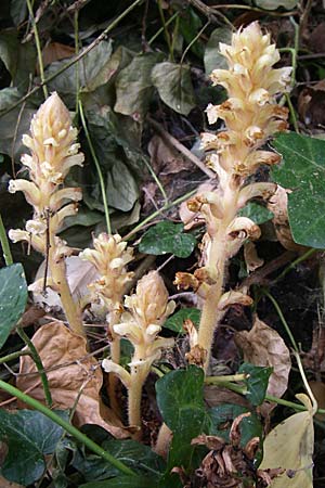 Orobanche hederae \ Efeu-Sommerwurz / Ivy Broomrape, Kroatien/Croatia Krka 3.6.2008