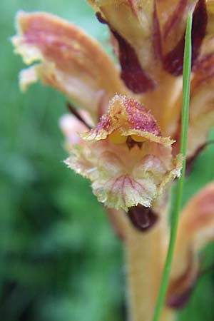 Orobanche gracilis ? \ Blutrote Sommerwurz / Slender Broomrape, Kroatien/Croatia Gospic 3.6.2008