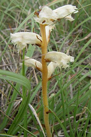 Orobanche picridis \ Bitterkraut-Sommerwurz / Picris Broomrape, Oxtongue Broomrape, Kroatien/Croatia Istrien/Istria, Premantura 5.6.2008