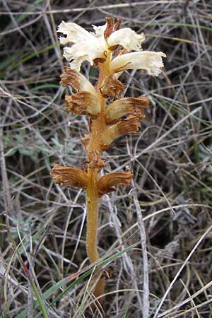 Orobanche picridis \ Bitterkraut-Sommerwurz / Picris Broomrape, Oxtongue Broomrape, Kroatien/Croatia Istrien/Istria, Premantura 5.6.2008