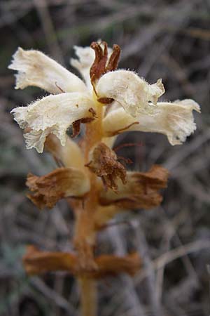 Orobanche picridis \ Bitterkraut-Sommerwurz / Picris Broomrape, Oxtongue Broomrape, Kroatien/Croatia Istrien/Istria, Premantura 5.6.2008