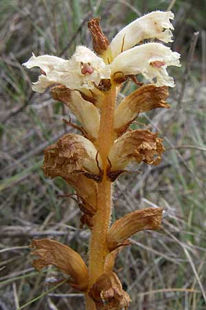 Orobanche picridis \ Bitterkraut-Sommerwurz / Picris Broomrape, Oxtongue Broomrape, Kroatien/Croatia Istrien/Istria, Premantura 5.6.2008