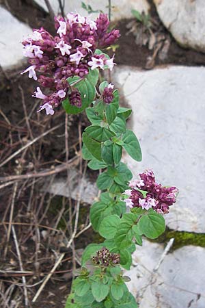 Origanum vulgare \ Wilder Majoran, Dost / Wild Marjoram, Kroatien/Croatia Velebit 18.8.2016