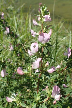 Ononis spinosa \ Dornige Hauhechel / Spiny Restharrow, Kroatien/Croatia Istrien/Istria, Vrh 11.8.2016