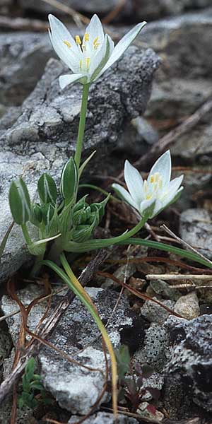 Ornithogalum exscapum \ Schaftloser Milchstern / White Star of Bethlehem, Kroatien/Croatia &Scaron;ibenik 2.4.2006