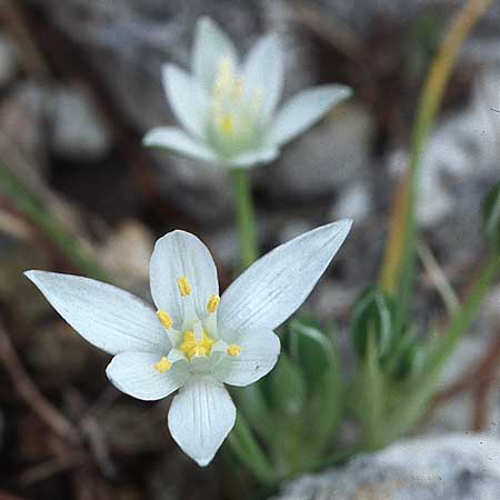 Ornithogalum exscapum \ Schaftloser Milchstern / White Star of Bethlehem, Kroatien/Croatia &Scaron;ibenik 2.4.2006