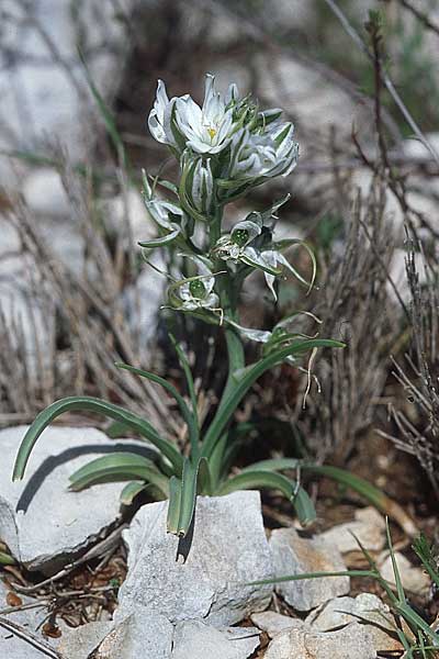 Ornithogalum comosum \ Schopfiger Milchstern, Pannonischer Milchstern / Tufted Star of Bethlehem, Kroatien/Croatia &Scaron;ibenik 8.4.2006