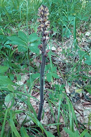 Orobanche hederae \ Efeu-Sommerwurz / Ivy Broomrape, Kroatien/Croatia Risnjak 14.8.2016