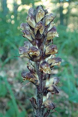 Orobanche hederae \ Efeu-Sommerwurz / Ivy Broomrape, Kroatien/Croatia Risnjak 14.8.2016
