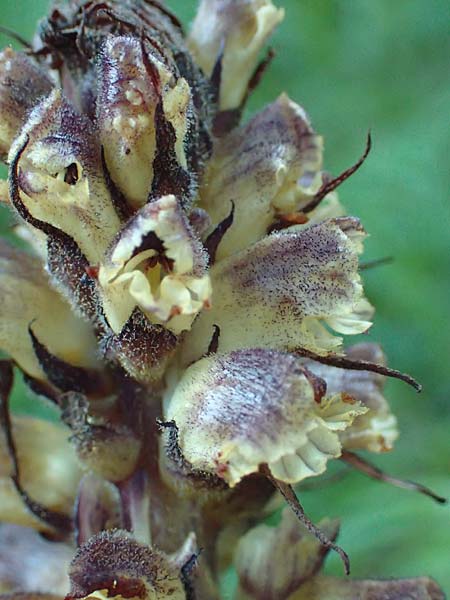 Orobanche hederae \ Efeu-Sommerwurz / Ivy Broomrape, Kroatien/Croatia Risnjak 14.8.2016