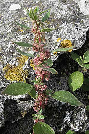 Parietaria judaica \ stiges Glaskraut, Mauer-Glaskraut / Pellitory-of-the-Wall, Kroatien/Croatia Istrien/Istria, Poreč 26.5.2006