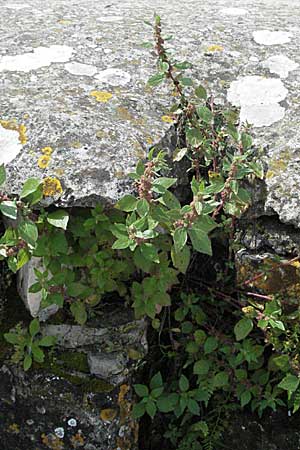 Parietaria judaica \ stiges Glaskraut, Mauer-Glaskraut / Pellitory-of-the-Wall, Kroatien/Croatia Istrien/Istria, Poreč 26.5.2006