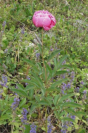 Paeonia officinalis \ Echte Pfingstrose / Common Peony, Kroatien/Croatia Istrien/Istria, Pazin 27.5.2006