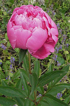 Paeonia officinalis \ Echte Pfingstrose / Common Peony, Kroatien/Croatia Istrien/Istria, Pazin 27.5.2006