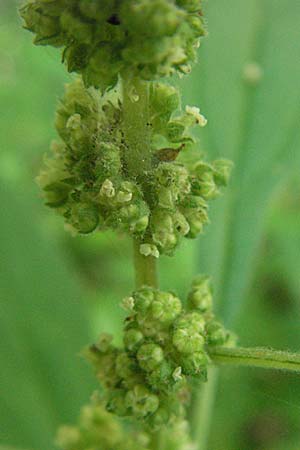 Parietaria officinalis \ Aufrechtes Glaskraut / Common Pellitory-of-the-Wall, Kroatien/Croatia Plitvička 19.7.2007