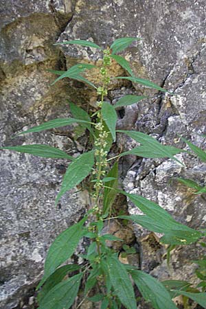 Parietaria officinalis \ Aufrechtes Glaskraut / Common Pellitory-of-the-Wall, Kroatien/Croatia Plitvička 19.7.2007