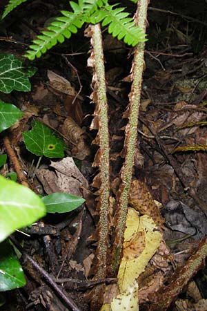 Polystichum aculeatum \ Stacheliger Schildfarn / Hard Shield Fern, Kroatien/Croatia Medvednica 18.7.2010