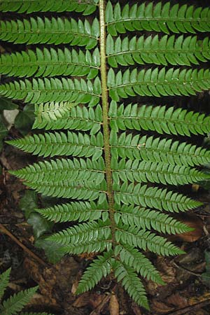Polystichum aculeatum \ Stacheliger Schildfarn / Hard Shield Fern, Kroatien/Croatia Medvednica 18.7.2010