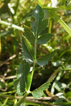Peucedanum cervaria \ Hirschwurz-Haarstrang / Broad-Leaved Spignel, Kroatien/Croatia Sveti Juray 18.8.2016