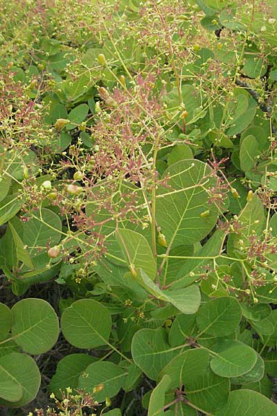 Cotinus coggygria \ Perckenstrauch / Smoke Tree, Kroatien/Croatia Istrien/Istria, Gračišće 27.5.2006