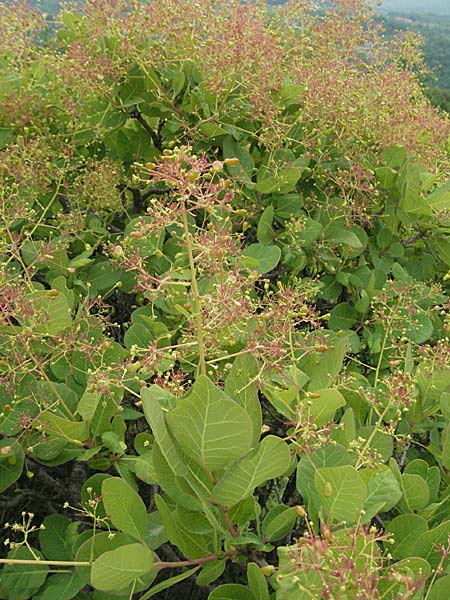 Cotinus coggygria \ Perckenstrauch / Smoke Tree, Kroatien/Croatia Istrien/Istria, Gračišće 27.5.2006
