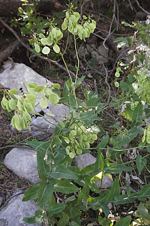 Peltaria alliacea \ Scheibenschtchen / Garlic Cress, Kroatien/Croatia Velebit Zavizan 17.7.2007