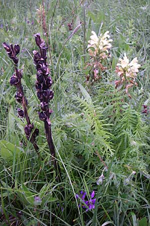 Pedicularis hoermanniana \ Hoermanns L�usekraut / Hoermann's Lousewort, Kroatien/Croatia Mala Učka 6.6.2008
